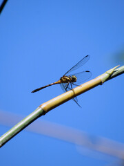 dragonfly on a branch - Sympetrum frequens