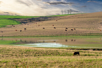 herd of cows and bulls pasturing on the brazilian ranch. Livestock in Brazil