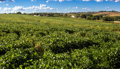 Fototapeta na wymiar Rural landscape with fresh green soy field. Soybean field, in Brazil.