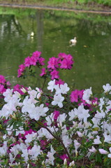 Fototapeta premium Duck Lake