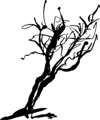Olive tree. Hand drawn ink vector black illustration isolated on white background 