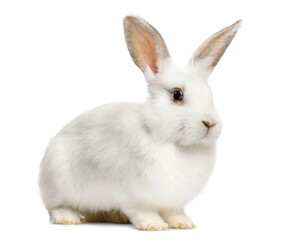 Weißes Kaninchen stehend isoliert auf weißen Hintergrund, Freisteller 