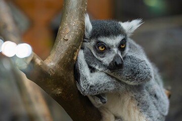 A feline lemur rests on a branch in its natural habitat. Concept for zooexotarium, nature, zoo, pet store, aquarium, terrarium