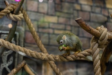 The Saimiri monkey sits on a branch in its natural habitat and eats a green fruit. A concept for a zooexotarium, nature, zoo, pet store, safari, travel agency. - Powered by Adobe