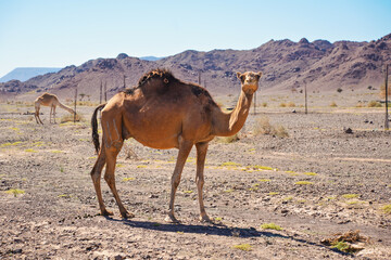 Light brown camel grazing on small grass patches in arid desert, small hills in distance, typical desert landscape at Saudi Arabia