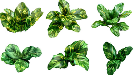 Calathea Leaves Set in 3D Digital Art, Top View Flat Lay Design, Isolated Transparent Background for Vibrant Houseplant Decor - obrazy, fototapety, plakaty