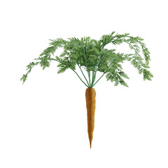 carrot isolated on white background