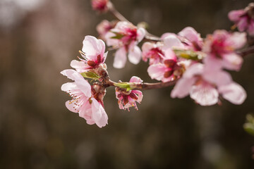 Peach flowers. Small depth of field