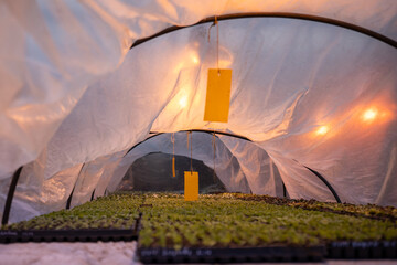 Yellow sticky trap for flying insect pests in hothouse. Non-toxic trap for the control of pests of...