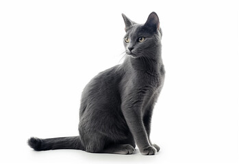 Gray cat sitting on white background studio lighting