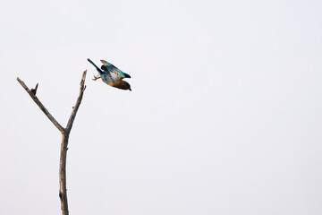 Indian Roller taking a flight from the dry branch of the tree. Dive of Indian roller