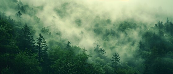 Misty Forest Morning, A serene forest scene enveloped in mist, with the sunlight gently filtering through the dense canopy of evergreens, casting a mystical glow over the verdant landscape. - obrazy, fototapety, plakaty