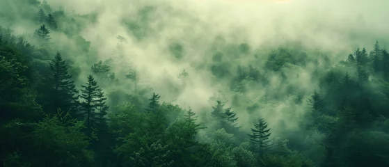 Fotobehang Misty Forest Morning, A serene forest scene enveloped in mist, with the sunlight gently filtering through the dense canopy of evergreens, casting a mystical glow over the verdant landscape. © auc