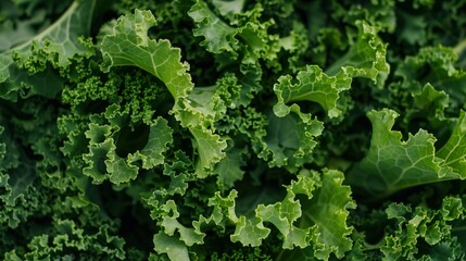 Verdant Vitality, A close-up view of lush kale leaves, showcasing their vibrant green hue and the intricate, ruffled texture that symbolizes health and wholesome nutrition. - obrazy, fototapety, plakaty