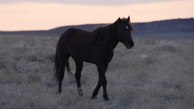 Wild Horse following the herd in the Utah desert at dusk.