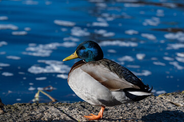 One male Mallard standing near water in Orebro Sweden