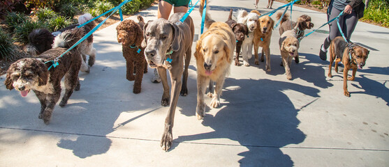 Close-Up of two people taking a group of dogs for a walk, Florida, USA