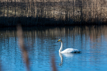 One whooper swan swimming in small lake