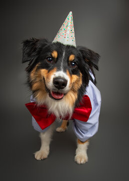 Portrait of a Black Tri Australian Shepherd dog wearing a party hat, bow tie, waistcoat and shirt