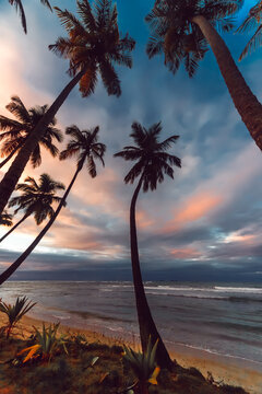 Silhouette of palm trees on a tropical beach at sunset, Dominican Republic