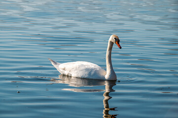 swan on the water, lonely swan on the pond