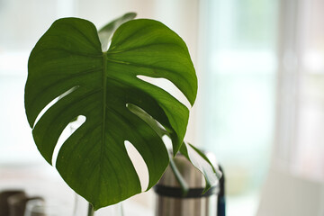 Close up leaf of monstera plant in vase on table at home