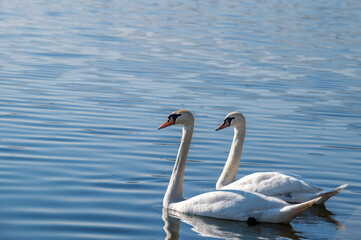 two white swans on the lake