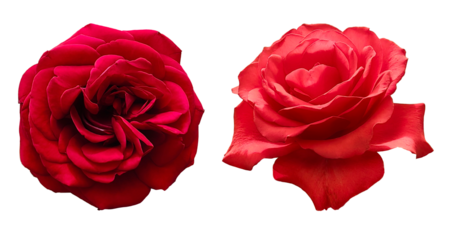 Two red roses isolated on white background.