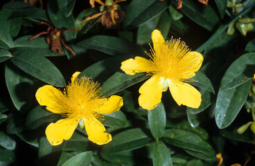 Hypericum calycinum , Millepertuis