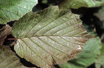 Corylus maxima 'Purpurea' , Noisetier