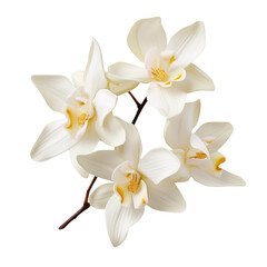 Attractive White Color Vanilla Orchid isolated on transparent background