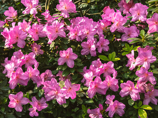 Blooming bush of magenta azalea flowers in sunlight. Floral spring pink background, close up view