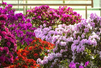 Keuken spatwand met foto Blooming colorful bushes of azalea flowers in a botanical garden. Pink, red, purple flowers in sunlight. © Ivamedia