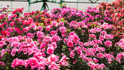 Fototapeta na wymiar Blooming colorful bushes of azalea flowers in a botanical garden. Pink, red flowers in sunlight.