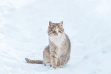 Cat outdoors in snowy winter. Cat siting in snow near fir tree - 756559274