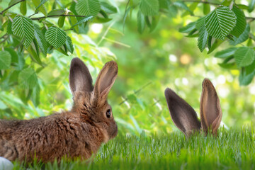 2 rabbits on the grass - 756560000