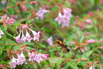 ホバリングしながら花の密を吸うホウジャク