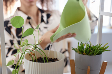 Close up of young woman watering green plant at home with plastic watering can copy space