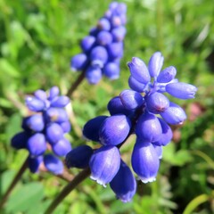 早春にムスカリが青い花を咲かせています