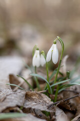 Early snowdrops in the spring forest