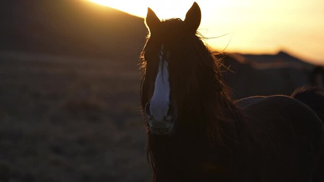 Wild horse backlight by colorful sunset in the Utah desert in headshot view.