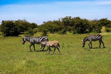 Fototapeta premium zebras in serengeti park