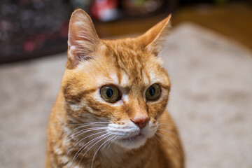 猫のポートレート