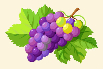 grapes  vector illustration 