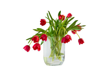red tulips flower isolated on white background