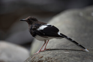 The White-crowned Pheasant-tail (Enicurus leschenaulti) is a type of water bird that usually lives in high mountain areas with a cool climate. The White-crowned Pheasant-tail is looking for food.