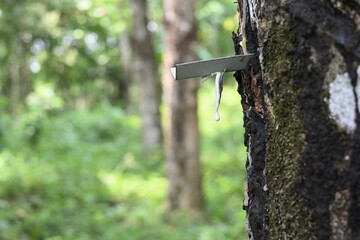 A metal gutter hangs a hardened rubber milk drop from the trunk of a rubber tree