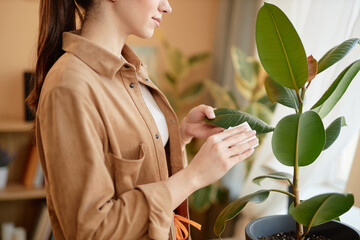 Side view cropped shot of young woman taking care of potted tropical houseplant in cozy home and...