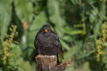 Blackbird, male,