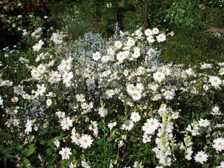 Bed of white Grape leaf anemones, Kent England
